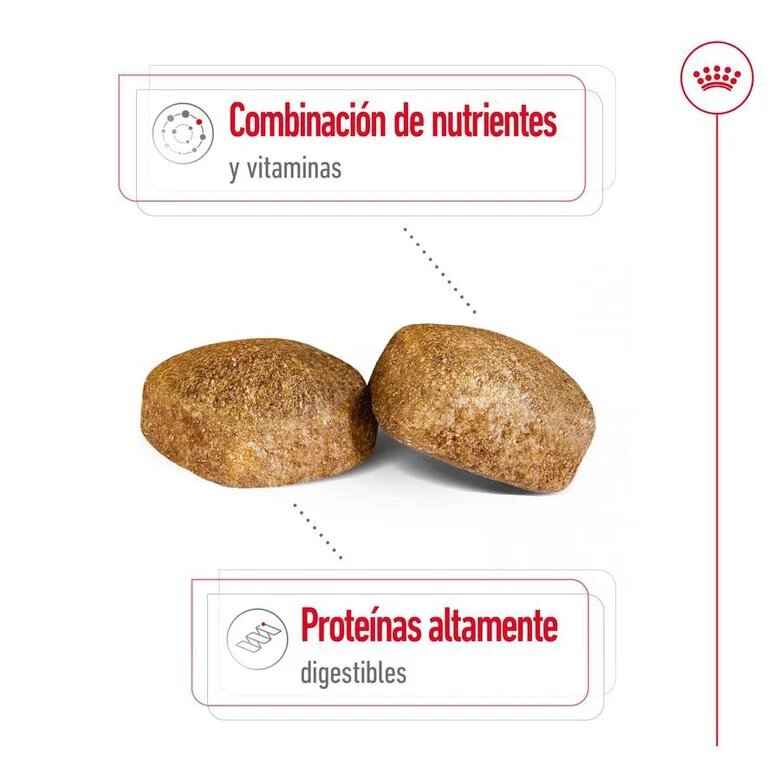 SHN GIANT ADULT - Imagen 2