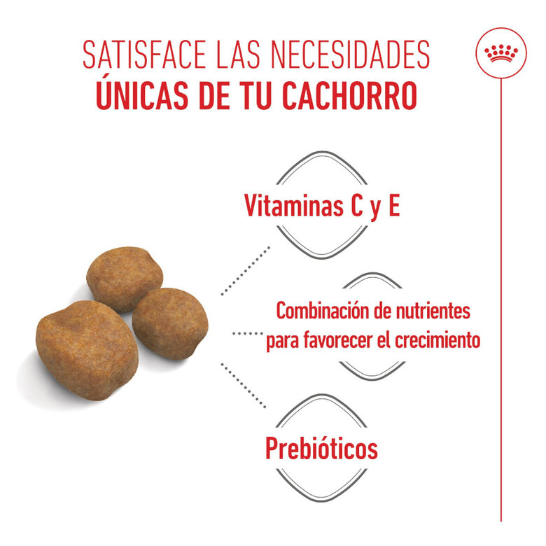 SHN GIANT PUPPY - Imagen 2