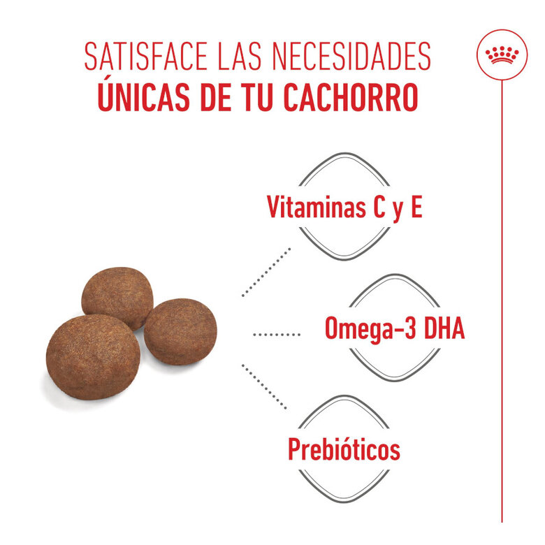 SHN MEDIUM PUPPY - Imagen 2